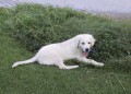 Gabinek a jeho obl�ben� ke�