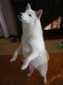 Taky chci tan�it bailando