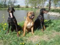 Bastet a kamar�di z v�stavy