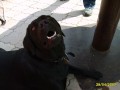 �smev