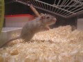 p�skomil2