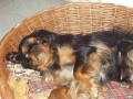 Babetka z Vesni�ky u hranic 