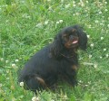 Portr�t plemen King Charles spaniel