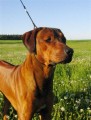 Alf 13 m�s�c�