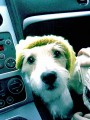 rastafari�n