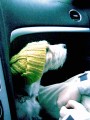 rastafari�n2