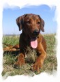 Alf 6 m�s�c�