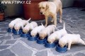 sedm �t��at