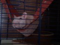 to jsou m� potkanci