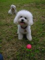 Phoebe ost��han�