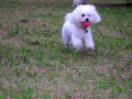 Phoebe ost��han� II