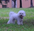 Phoebe ost��han� III