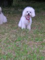 Phoebe ost��han� IV
