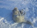 sn�ek, moje l�ska