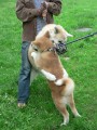 boj s velk�m aki��kem...v�bec jsem se neb�l, m�l toti� ko��k :-)))
