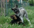 Vra�da