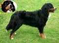 Brutus z Beskydsk�ch kopc�