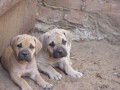 boerboel-7 t�dn�