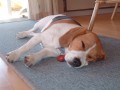b�glice peggy