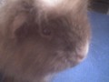 ruzn�