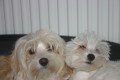 Gweny a �t�ndo