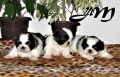 Pekin�z - t�i t�dny star� �t���tka. 