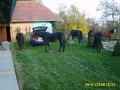 Nav�teva