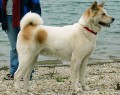 JCh. Agatha Czech Jakob�n