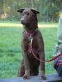 Aki - australsk� kelpie