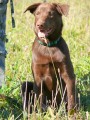 kelpie - �t�n�