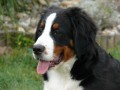 U� je ze m� po��dnej pes, m�m 30 kilo