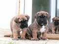 burbul�tka