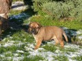 Cujo - 5 t�dn�