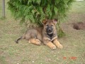 8t�denn� Borgie