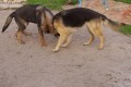 ar�na
