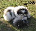 ELLY a MONT�K