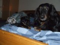 Rufus a Faust�k