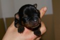 Mimine�ko