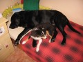 vep�ador a pira�ka