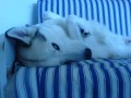modr�