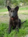 Pirra 8 t�dn�