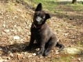 Pirra 9 t�dn�