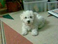 Sam�k 4.5.08