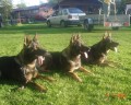 s�gry Borgie s m�mou Charlie