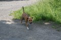 Pitbull? Ne, �akal!!