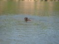 Plav�n�