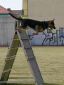 Apolo z Duhov�ho lesa
