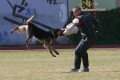 Apolo z Duhov�ho lesa - kontrol�k