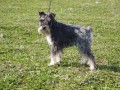 Arnny od ��kova ml�na