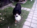Berny s mi�udou